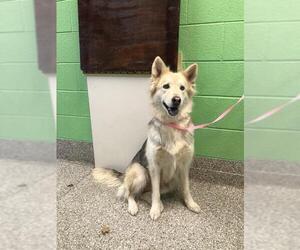 Alaskan Malamute-Unknown Mix Dogs for adoption in Murfreesboro, TN, USA