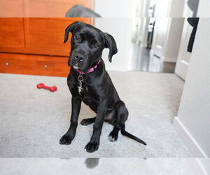 Great Dane-Labrador Retriever Mix Dogs for adoption in Denver, CO, USA