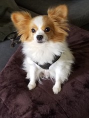 Papillon Dogs for adoption in Indianapolis, IN, USA