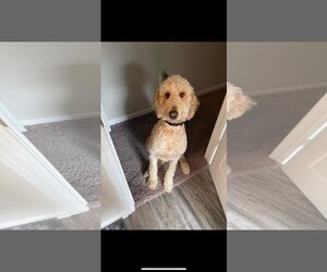 Goldendoodle Dogs for adoption in Gulfport, MI, USA
