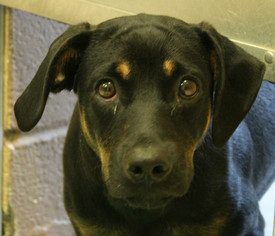 Small Doberman Pinscher Mix