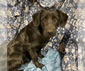 Labrador Retriever Dogs for adoption in Modesto, CA, USA