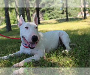 Bull Terrier Dogs for adoption in Pequot Lakes, MN, USA