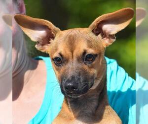 Dorgi Dogs for adoption in Huntley, IL, USA