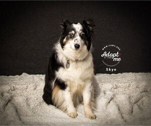 Australian Shepherd Dogs for adoption in Salt Lake City, UT, USA