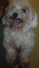Maltese Dogs for adoption in Commerce, GA, USA