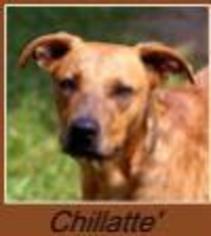 Plott Hound-Unknown Mix Dogs for adoption in Sullivan, IN, USA