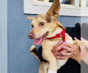 Cardigan Welsh Corgi Dogs for adoption in San Pablo, CA, USA