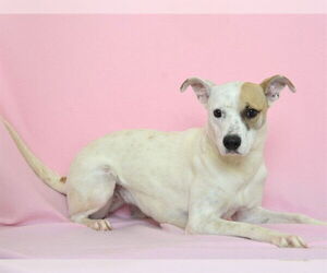 Mutt Dogs for adoption in Oroville, CA, USA