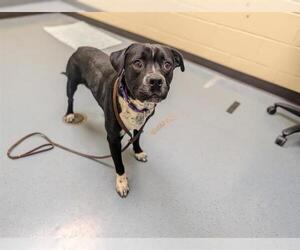 Labrador Retriever-Unknown Mix Dogs for adoption in Denver, CO, USA