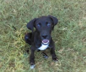 Medium Photo #1 Labrador Retriever Puppy For Sale in Arlington, TX, USA