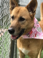 Shepradors Dogs for adoption in Miami, FL, USA