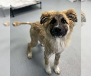 Mutt Dogs for adoption in Brooklyn, NY, USA
