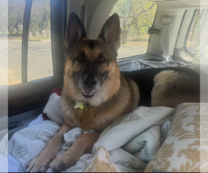 Mutt Dogs for adoption in Marina Del Rey, CA, USA