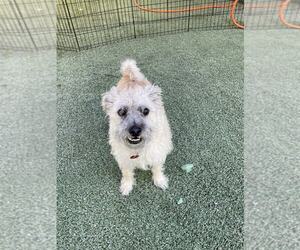 Mutt Dogs for adoption in Tempe , AZ, USA