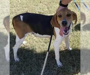 Treeing Walker Coonhound Dogs for adoption in Stephens City, VA, USA