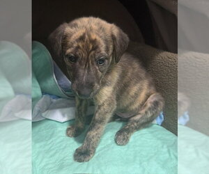 German Shepherd Dog-Plott Hound Mix Dogs for adoption in Cary, NC, USA