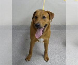 Labrador Retriever-Unknown Mix Dogs for adoption in Pasadena, TX, USA