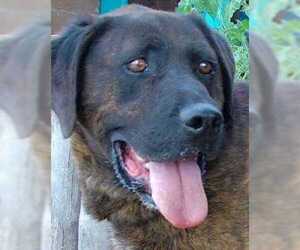 Labrador Retriever-Unknown Mix Dogs for adoption in Taos, NM, USA