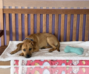 Mutt Dogs for adoption in Genesee, WI, USA