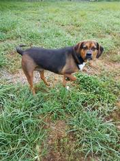 Bogle Dogs for adoption in Bardstown, KY, USA