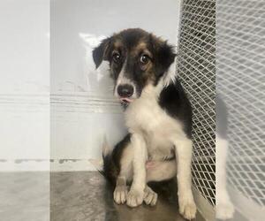 Mutt Dogs for adoption in Bakersfield, CA, USA