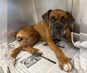 Boxer-Unknown Mix Dogs for adoption in San Antonio, TX, USA