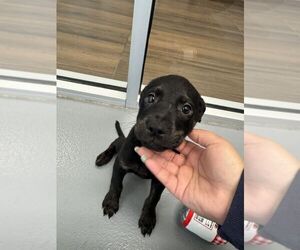 Labrador Retriever-Unknown Mix Dogs for adoption in Hilton Head, SC, USA