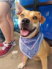 Beagi Dogs for adoption in Saint Louis, MO, USA