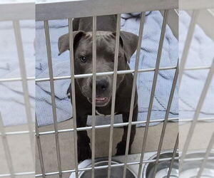 American Pit Bull Terrier Dogs for adoption in Decatur, IL, USA