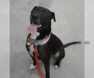 Mutt Dogs for adoption in Decatur, GA, USA