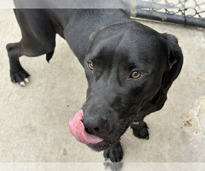 Labrador Retriever-Unknown Mix Dogs for adoption in Tulsa, OK, USA