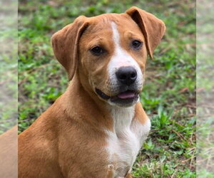 Boxer-Unknown Mix Dogs for adoption in Canton, CT, USA