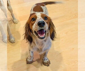 Dachshund Dogs for adoption in Vail, AZ, USA