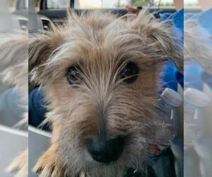 Norfolk Terrier-Unknown Mix Dogs for adoption in San Jose, CA, USA