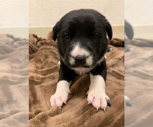 Australian Shepherd Dogs for adoption in Fremont, CA, USA