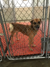 Puggle Dogs for adoption in Fredericksburg, VA, USA
