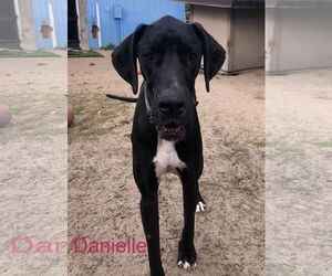 Great Dane Dogs for adoption in Palm Beach, FL, USA