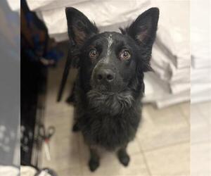 Mutt Dogs for adoption in Grand Prairie, TX, USA