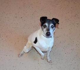 Jack Russell Terrier Dogs for adoption in Mission, KS, USA