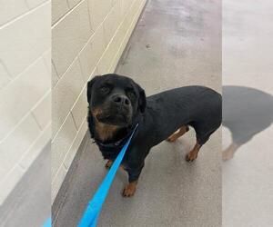 Rottweiler Dogs for adoption in West Valley, UT, USA