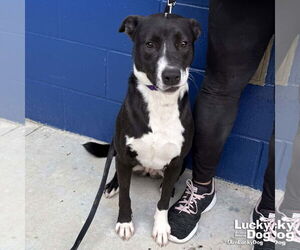Border Collie-Unknown Mix Dogs for adoption in Washington, DC, USA