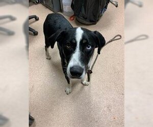 Borador Dogs for adoption in Saginaw, MI, USA