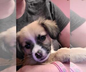 ShiChi Dogs for adoption in Portland, IN, USA