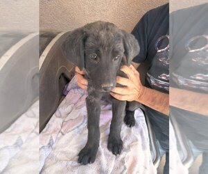 Labrador Retriever-Unknown Mix Dogs for adoption in Los Lunas, NM, USA