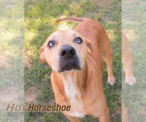 Boxer-Unknown Mix Dogs for adoption in Shreveport, LA, USA