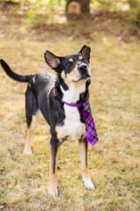 Australian Kelpie-Unknown Mix Dogs for adoption in Weatherford, TX, USA