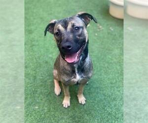 Black Mouth Cur-Unknown Mix Dogs for adoption in San Francisco, CA, USA