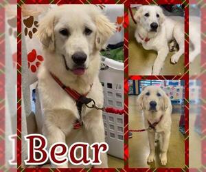 Great Pyrenees Dogs for adoption in Lawton, OK, USA