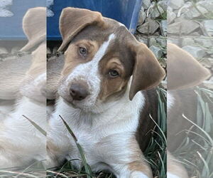 Catahoula Leopard Dog-Unknown Mix Dogs for adoption in Rockaway, NJ, USA